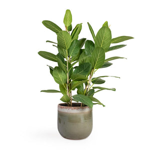 Ficus benghalensis Audrey - Bengal Fig Houseplant & Tarra Plant Pot - Forest