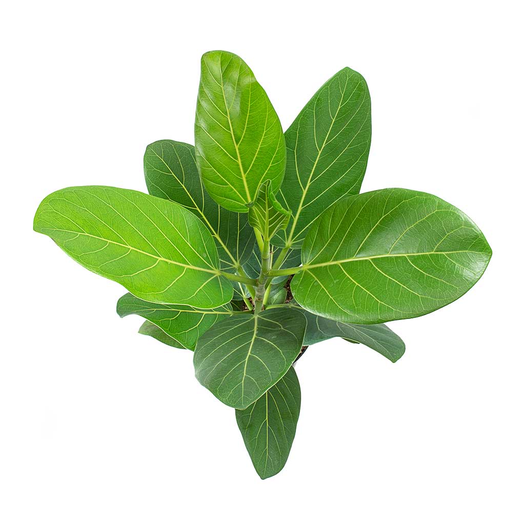 Ficus benghalensis Audrey - Bengal Fig & Coral Refined Planter - Clouded Grey