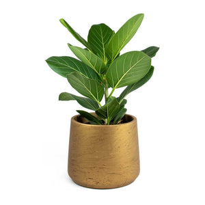 Ficus benghalensis Audrey Bengal Fig & Patt Plant Pot - Metallic Copper