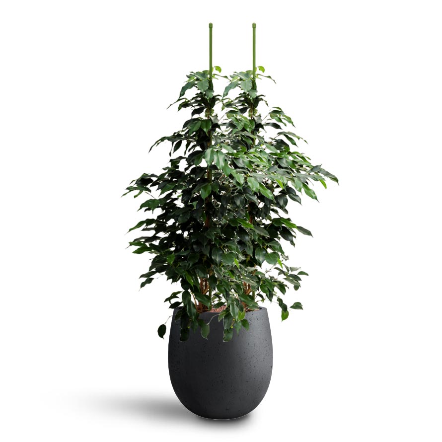 Ficus benjamina Danielle - Weeping Fig - Hydroculture Grigio Balloon Plant Pot - Anthracite Concrete