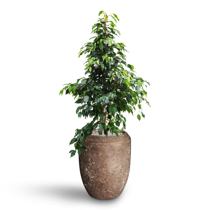 Ficus benjamina Danielle - Weeping Fig - Hydroculture Polystone Coated Plain Coppa Planter - Rock