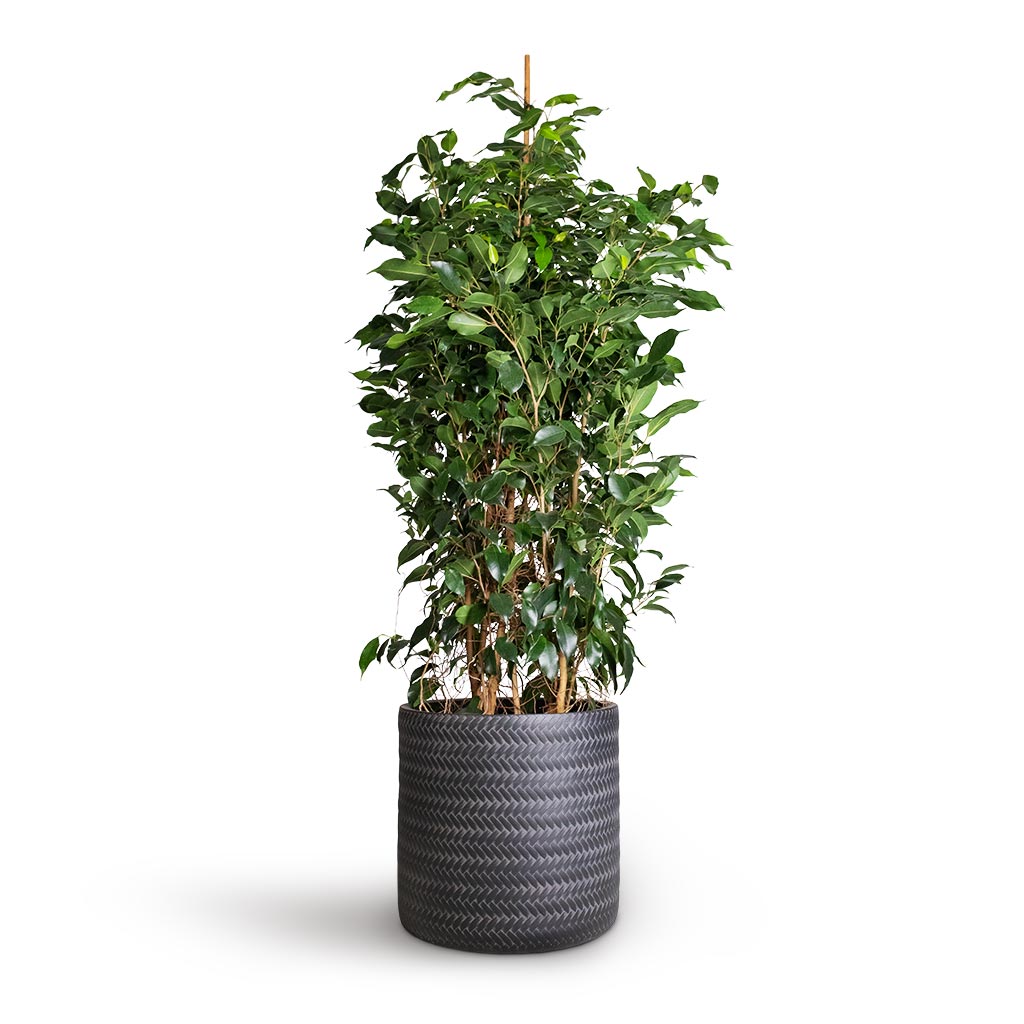 Ficus benjamina Danielle - Weeping Fig - Branched & Angle Cylinder Plant Pot - Anthracite