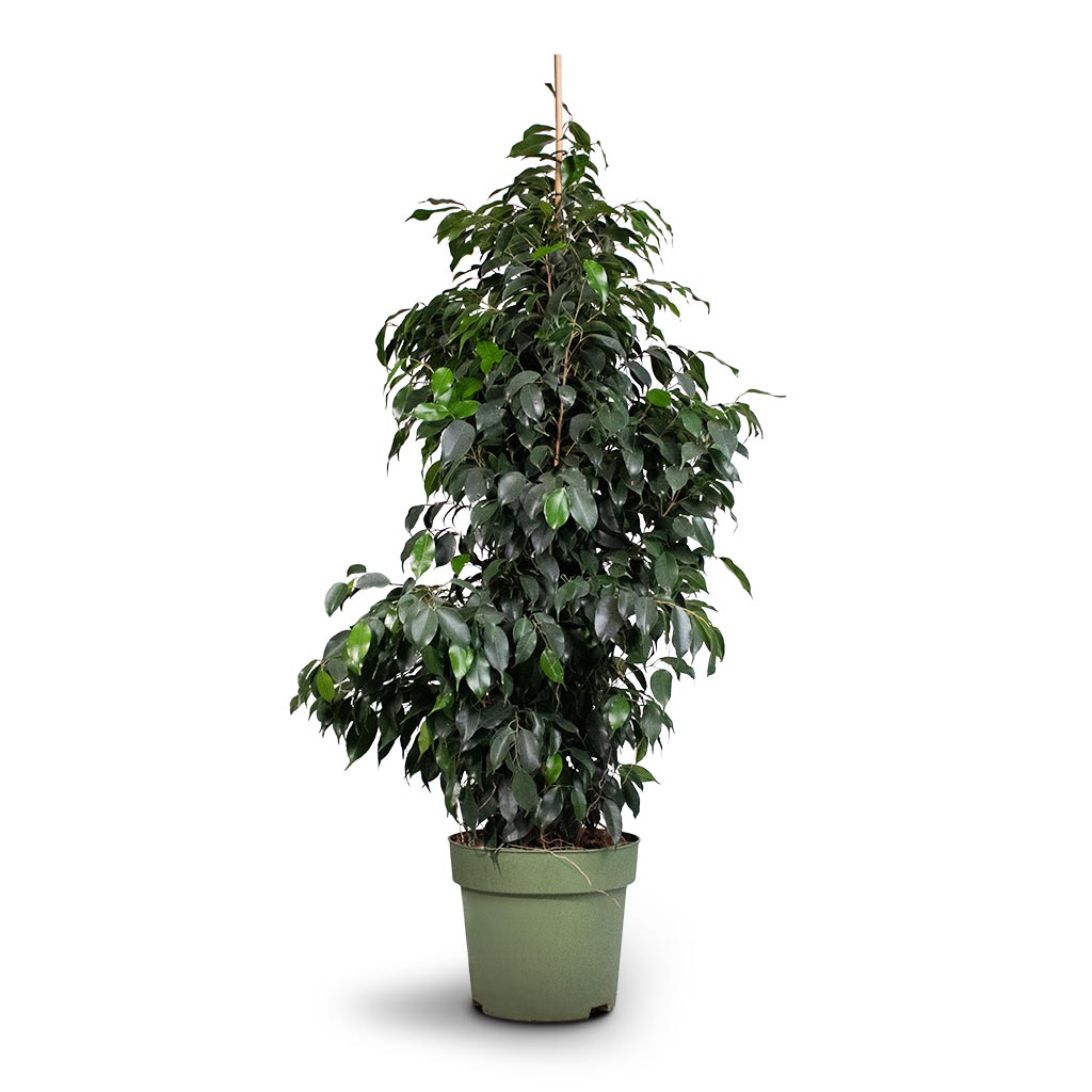 Ficus benjamina Danielle - Weeping Fig - Branched - 27 x 130cm