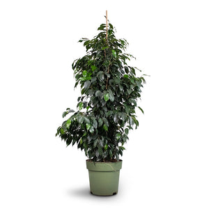 Ficus benjamina Danielle - Weeping Fig - Branched - 27 x 130cm
