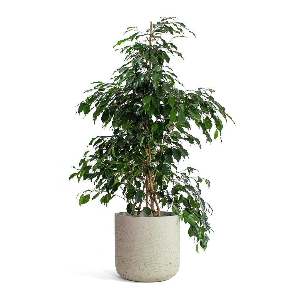 Ficus benjamina Danielle Weeping Fig Branched with Charlie Plant Pot Grey Washed