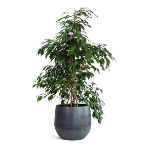 Ficus benjamina Danielle Weeping Fig Branched with Esra Plant Pot Graphite