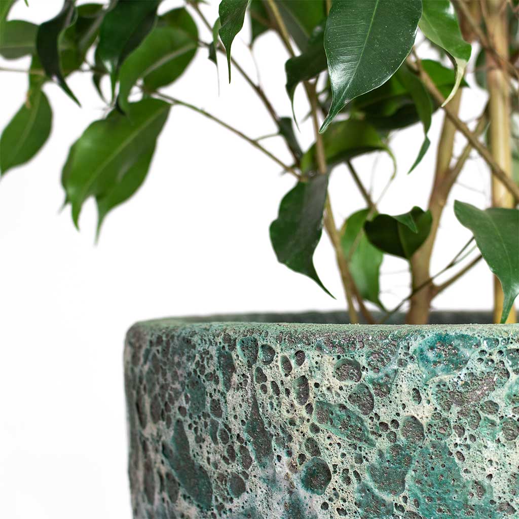 Ficus benjamina Danielle Weeping Fig Branched with Lava Couple Relic Planter Jade Close-Up