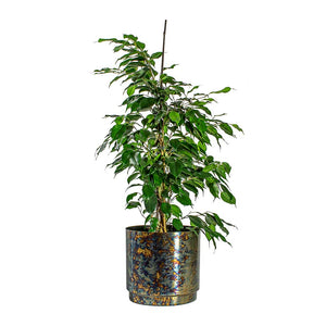 Ficus benjamina Danielle Weeping Fig Branched & Minou Metal Plant Pots Set of 3 Copper Black