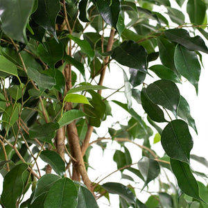 Ficus benjamina Danielle Weeping Fig Branched Close-Up