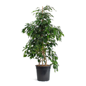 Ficus benjamina Danielle Weeping Fig Branched