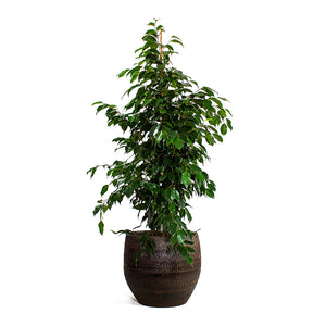 Ficus benjamina Danielle Weeping Fig Branched with Owen Plant Pot Brown