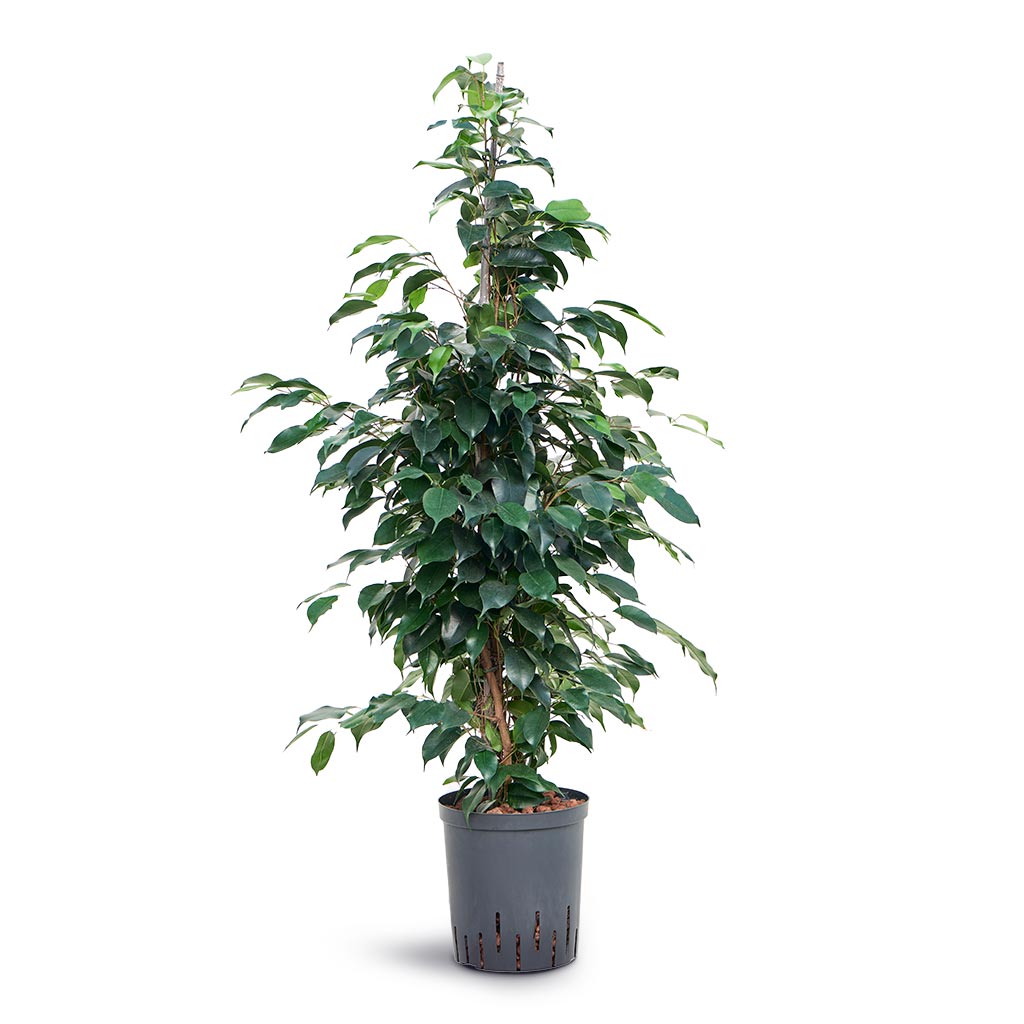 Ficus benjamina Danielle - Weeping Fig - Hydroculture - 18/19 x 100cm