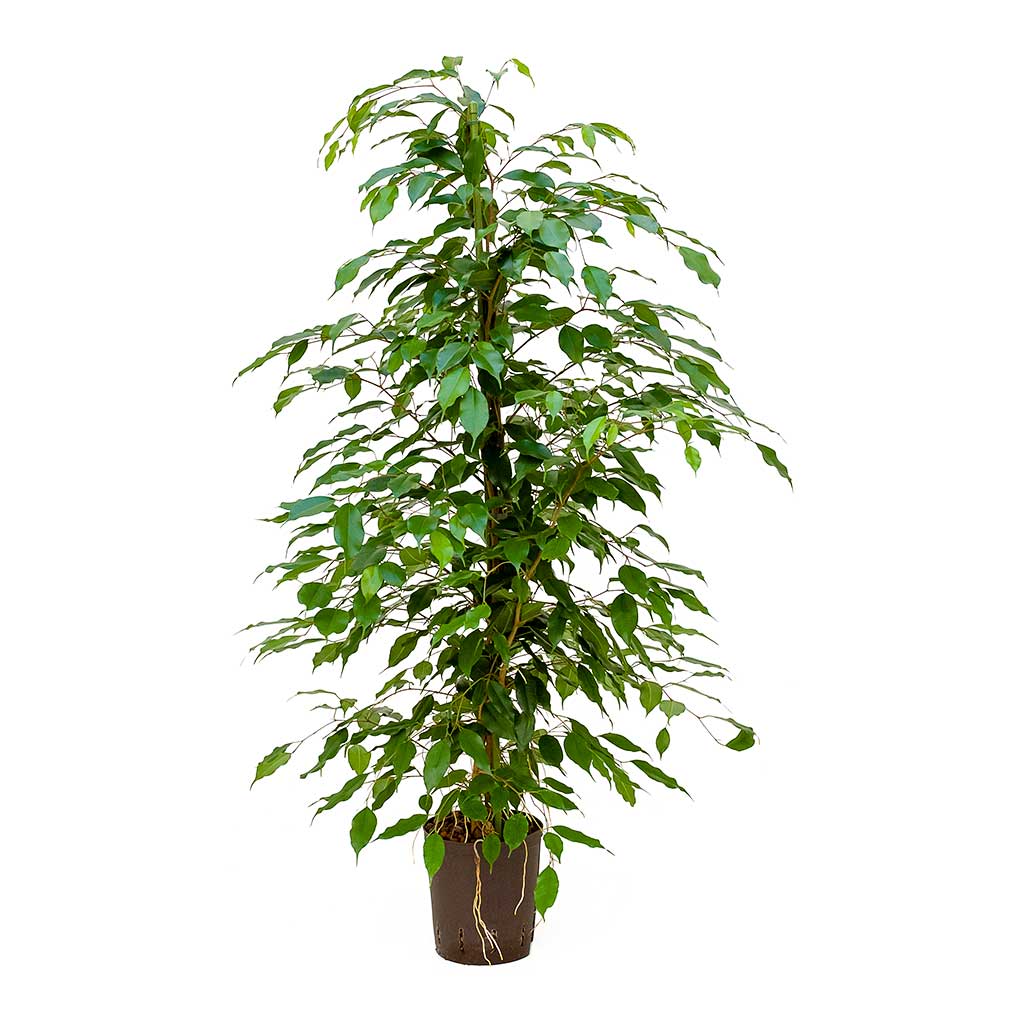 Ficus benjamina Hydroculture Plant