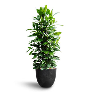 Ficus cyathistipula - African Fig & Bola Artstone Plant Pot - Black