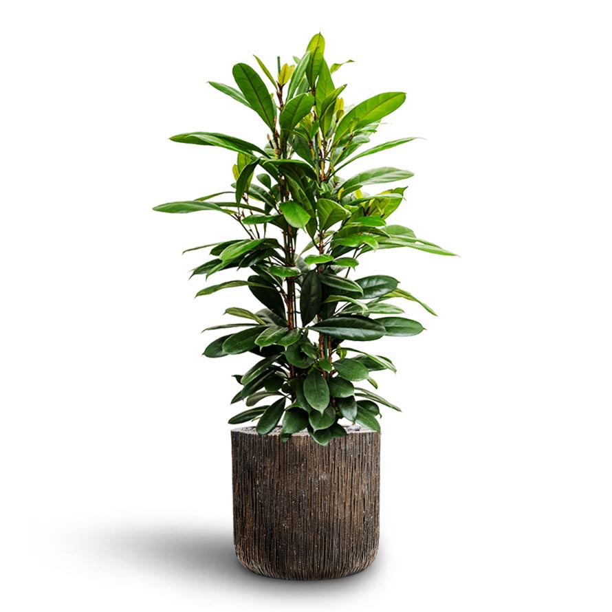Ficus cyathistipula - African Fig & Luxe Lite Waterfall Cylinder Planter - Bronze