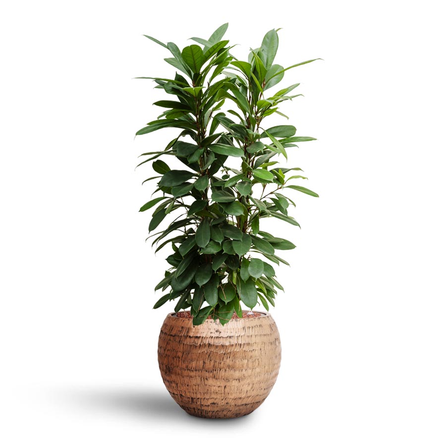 Ficus cyathistipula - Hydroculture & Opus Hammered Globe Planter - Gold