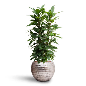 Ficus cyathistipula - Hydroculture & Opus Hammered Globe Planter - Silver