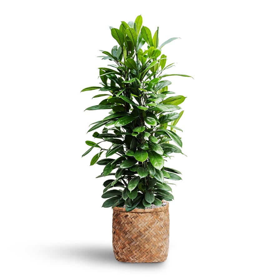Ficus cyathistipula - Hydroculture & Zayn Bamboo Planter 