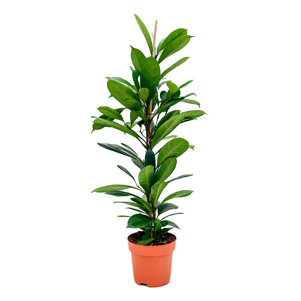Ficus cyathistipula - African Fig Indoor Plants | Hortology
