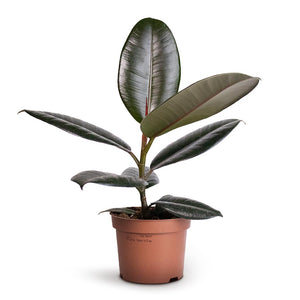 Ficus elastica Abidjan - Burgundy Rubber Plant
