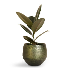 Ficus elastica Abidjan - Burgundy Rubber Plant & Noor Plant Pot - Velvet Green