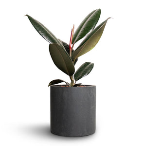 Ficus elastica Abidjan - Rubber Plant & Puk Natural Planter - Matt Black