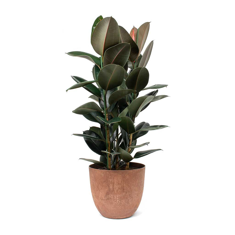 Bola Artstone Egg Shaped Plant Pot - Oak | Hortology - HORTOLOGY