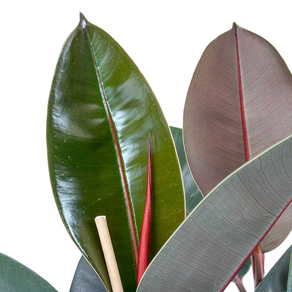 Ficus elastica Abidjan - Rubber Plant Leaves