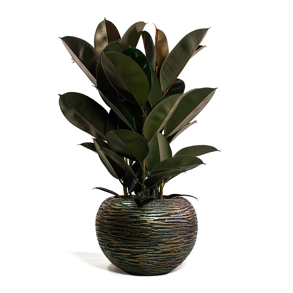 Ficus elastica Abidjan Rubber Plant with Luxe Lite Wrinkle Globe Planter Bronze