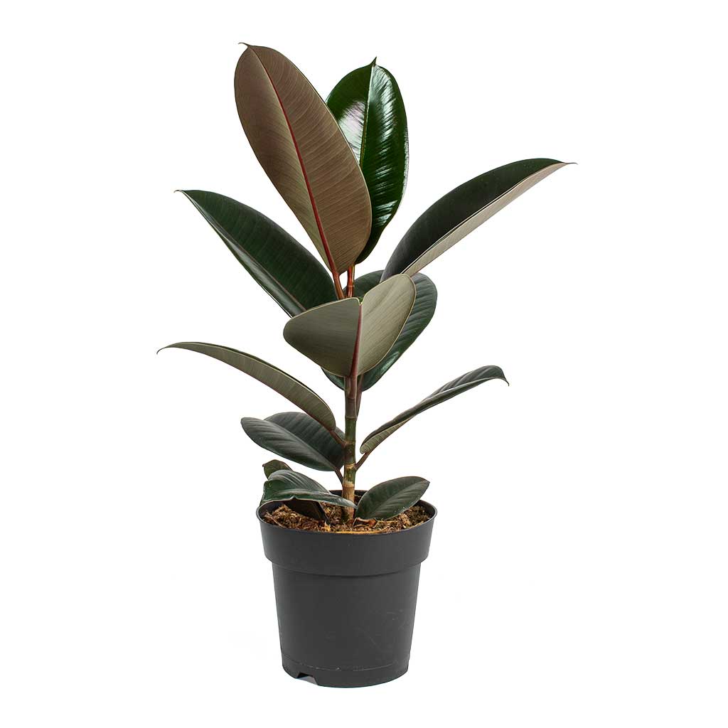 Ficus elastica Abidjan Rubber Plant - Small