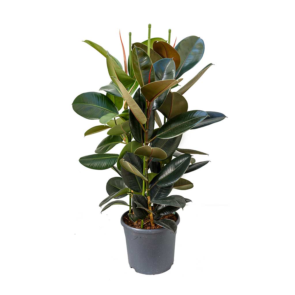 Ficus elastica Abidjan - Rubber Plant - Large