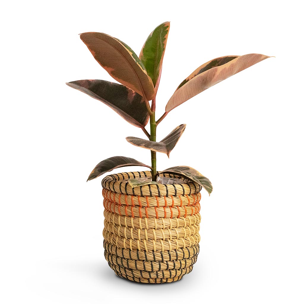 Ficus elastica Belize Rubber Plant & Jane Plant Baskets Set of 5 Desert
