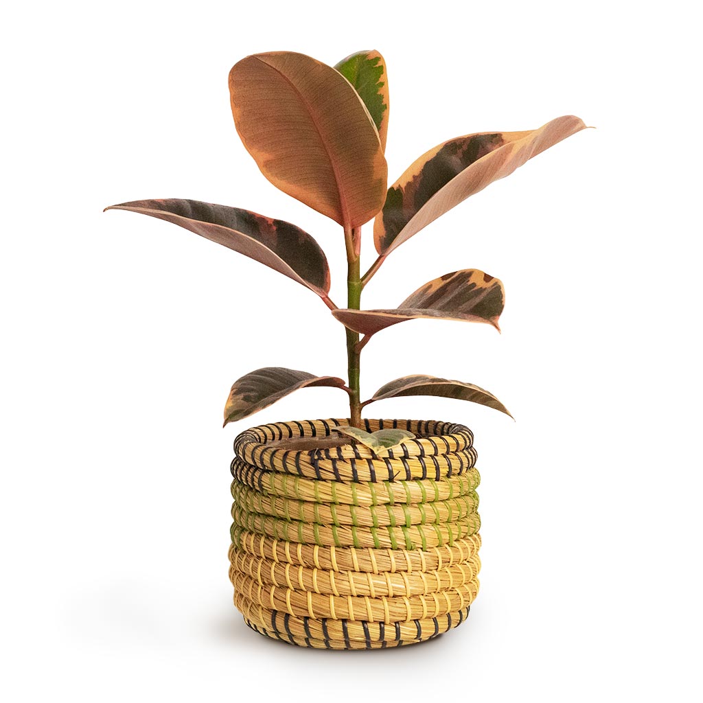 Ficus elastica Belize Rubber Plant Houseplant & Jane Plant Baskets Set of 5 Jungle