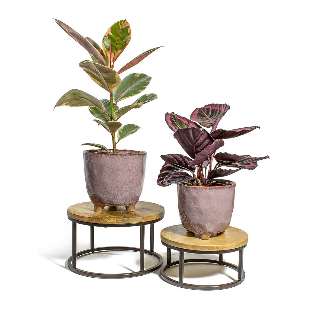 Ficus elastica Belize Rubber Plant, Calathea roseopicta Dottie Rose Painted Calathea & Kaat Pink Plant Pots, Lois Stands