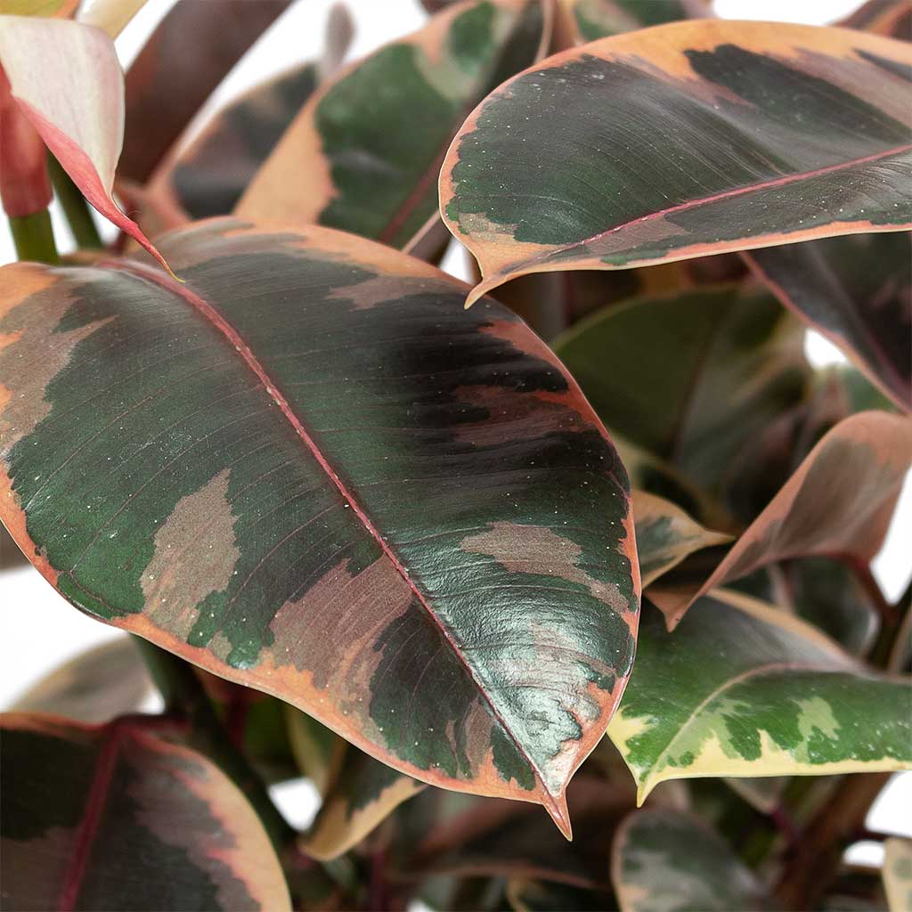 Ficus elastica Belize Rubber Plant Close-Up