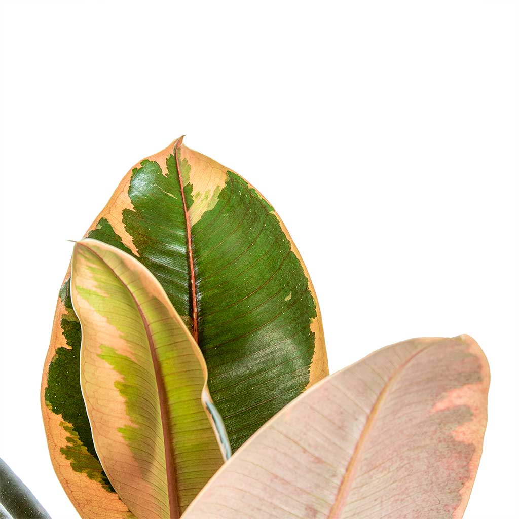 Ficus elastica Belize Rubber Plant Leaves Young Plant