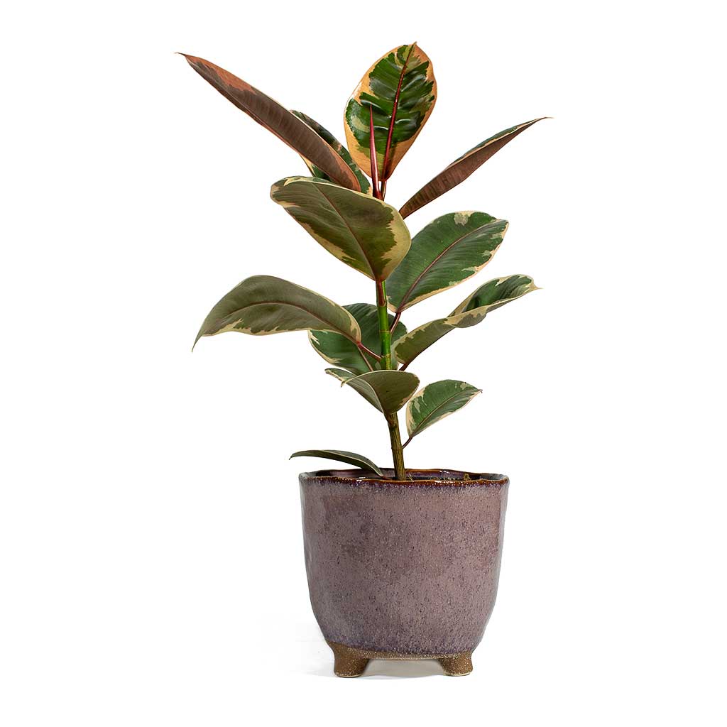 Ficus elastica Belize Rubber Plant & Kaat Pink Plant Pot