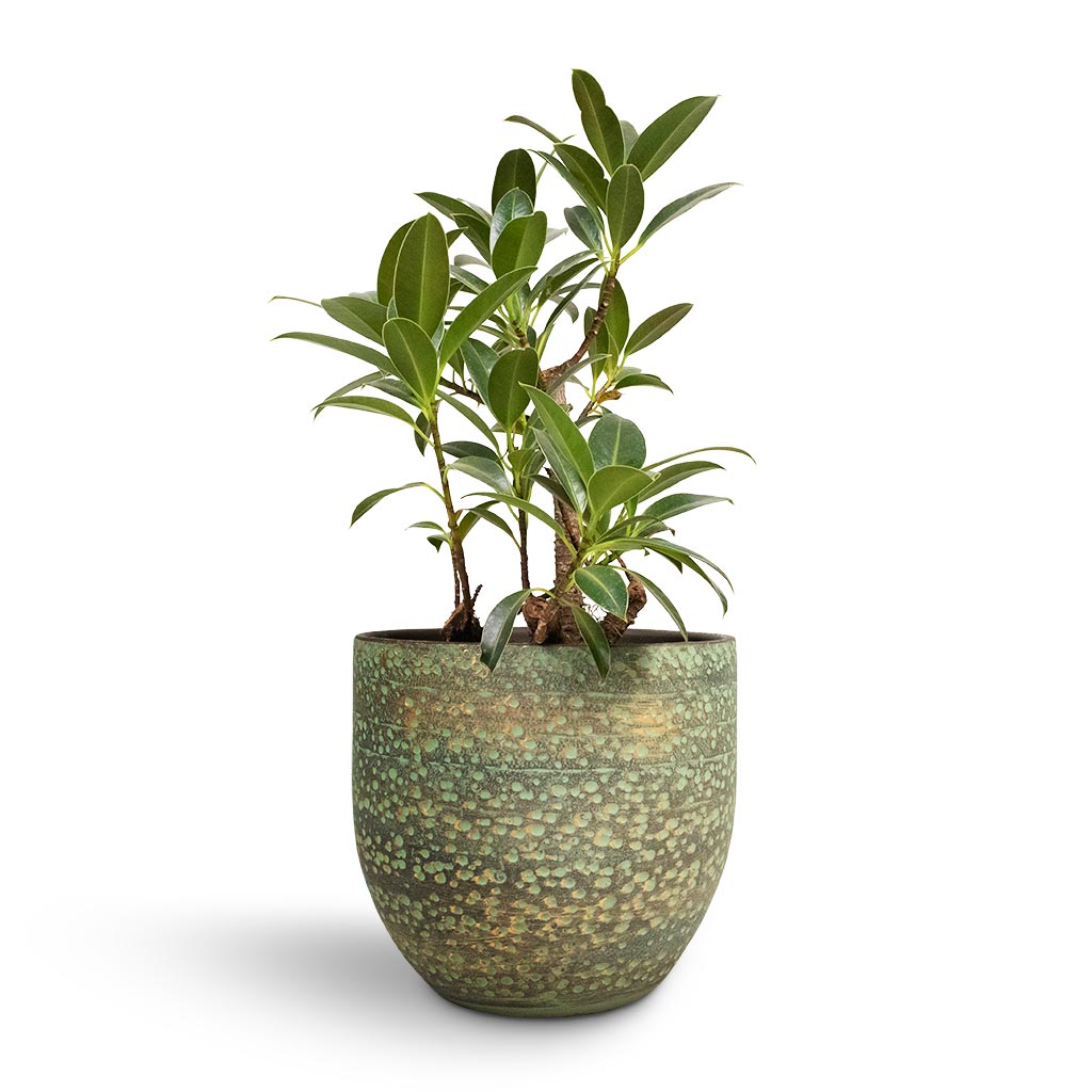 Ficus elastica Melany Petite - Rubber Plant - Houseplant & Rinca Plant Pot - Shiny Green