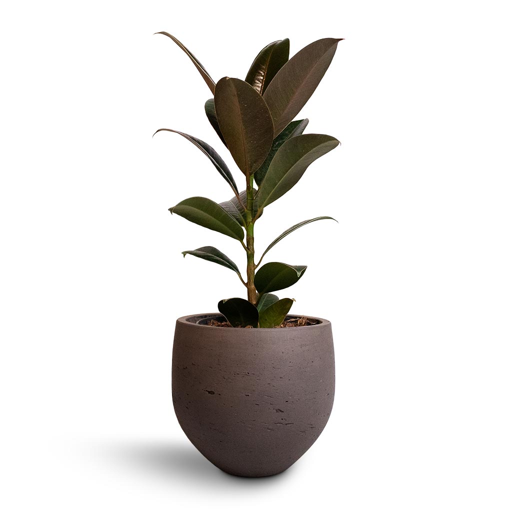 Ficus elastica Melany - Rubber Plant Houseplant & Mini Orb Kevan Plant Pot - Ash Brown