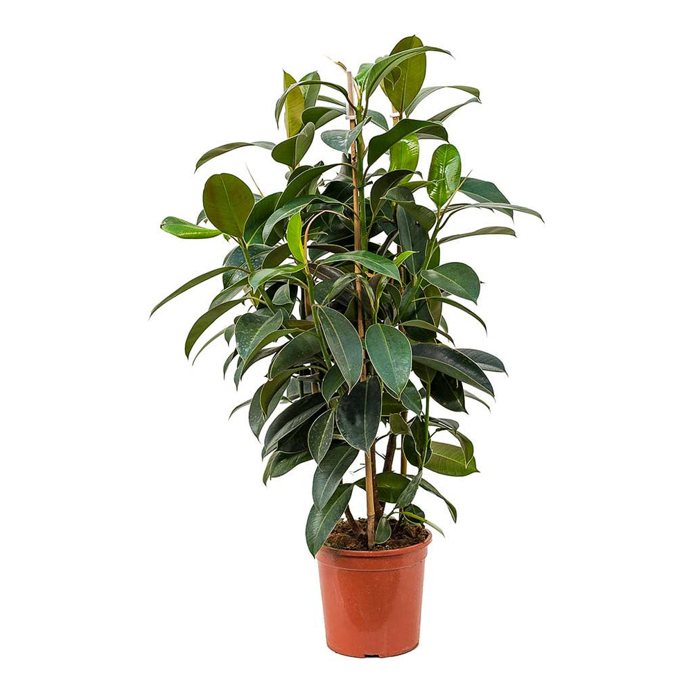 Ficus elastica Melany - Rubber Plant Houseplants | Hortology - HORTOLOGY