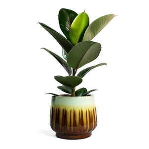 Ficus elastica Melany Rubber Plant with Alice Plant Pot Caramel