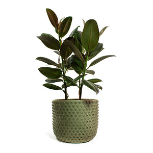 Ficus elastica Melany Rubber Plant with Bolino Plant Pot Mint