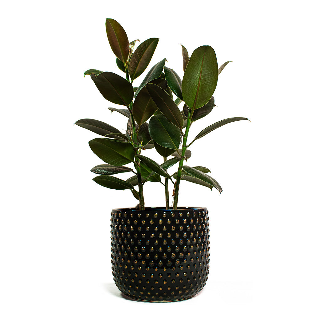Ficus elastica Melany Rubber Plant with Bolino Plant Pot Shiny Black