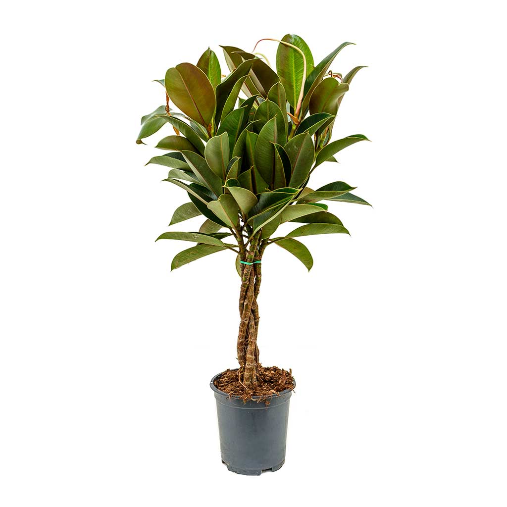 Ficus elastica Melany - Rubber Plant - Braided Stem