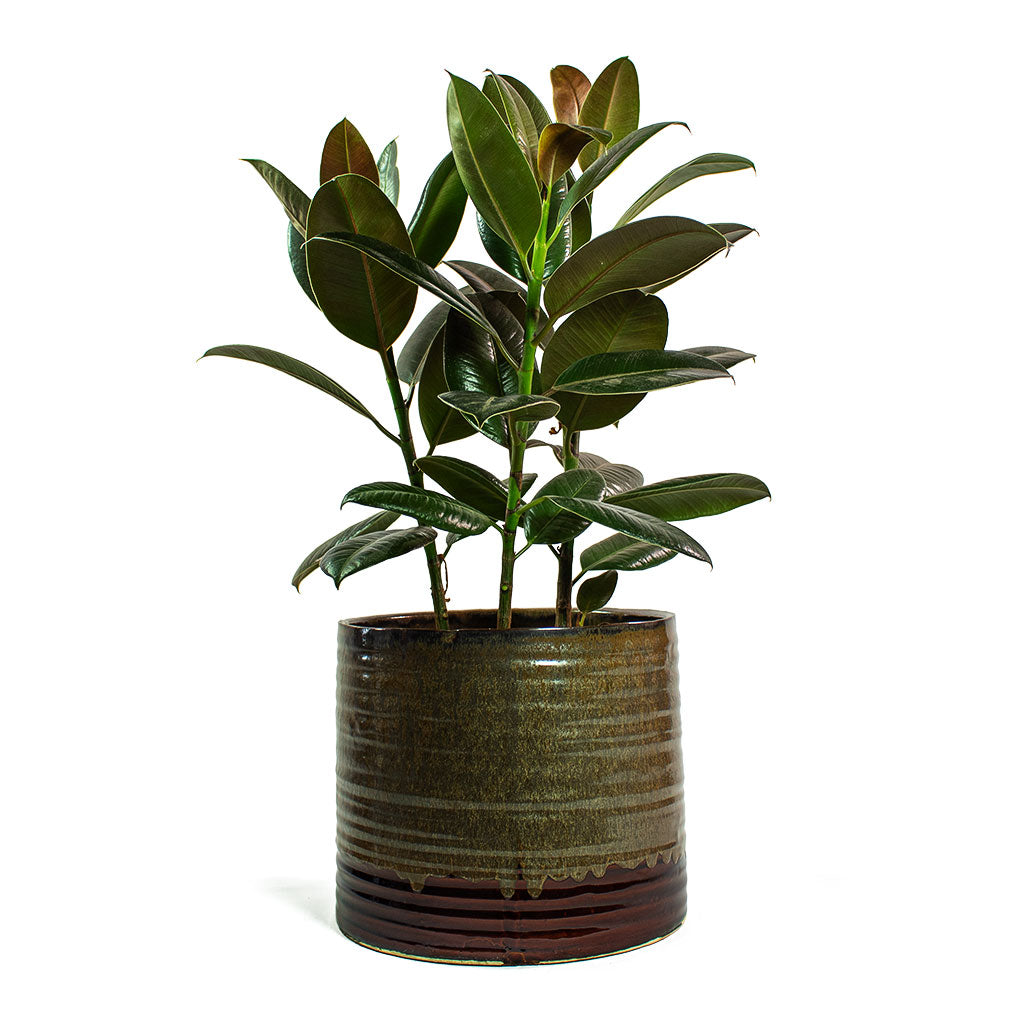 Ficus elastica Melany Rubber Plant with Didi Plant Pot Matt Brown