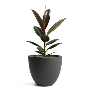 Ficus elastica Melany Rubber Plant with Mini Jesslyn Plant Pot Black Washed