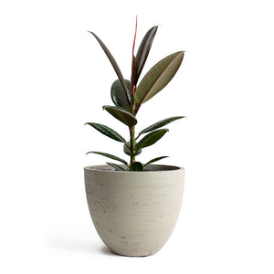 Ficus elastica Melany Rubber Plant with Mini Jesslyn Plant Pot Grey Washed