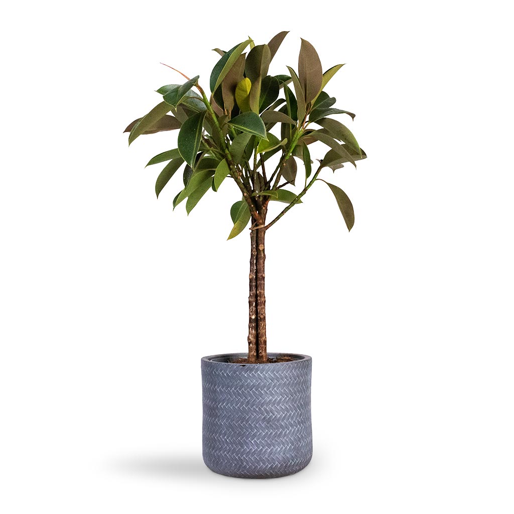 Ficus elastica Melany - Rubber Plant - Multi Stem Houseplant & Angle Cylinder Plant Pot - Grey