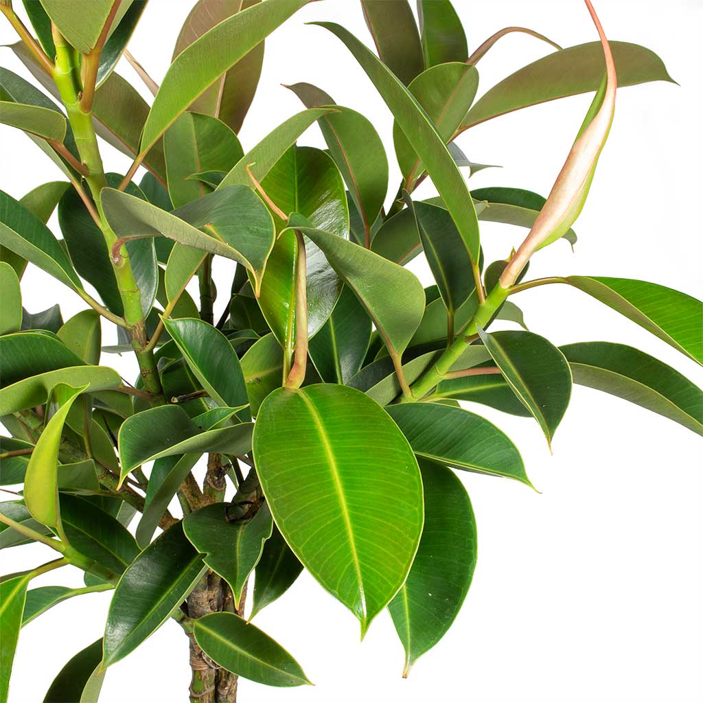 Ficus elastica Melany - Rubber Plant - Leaves
