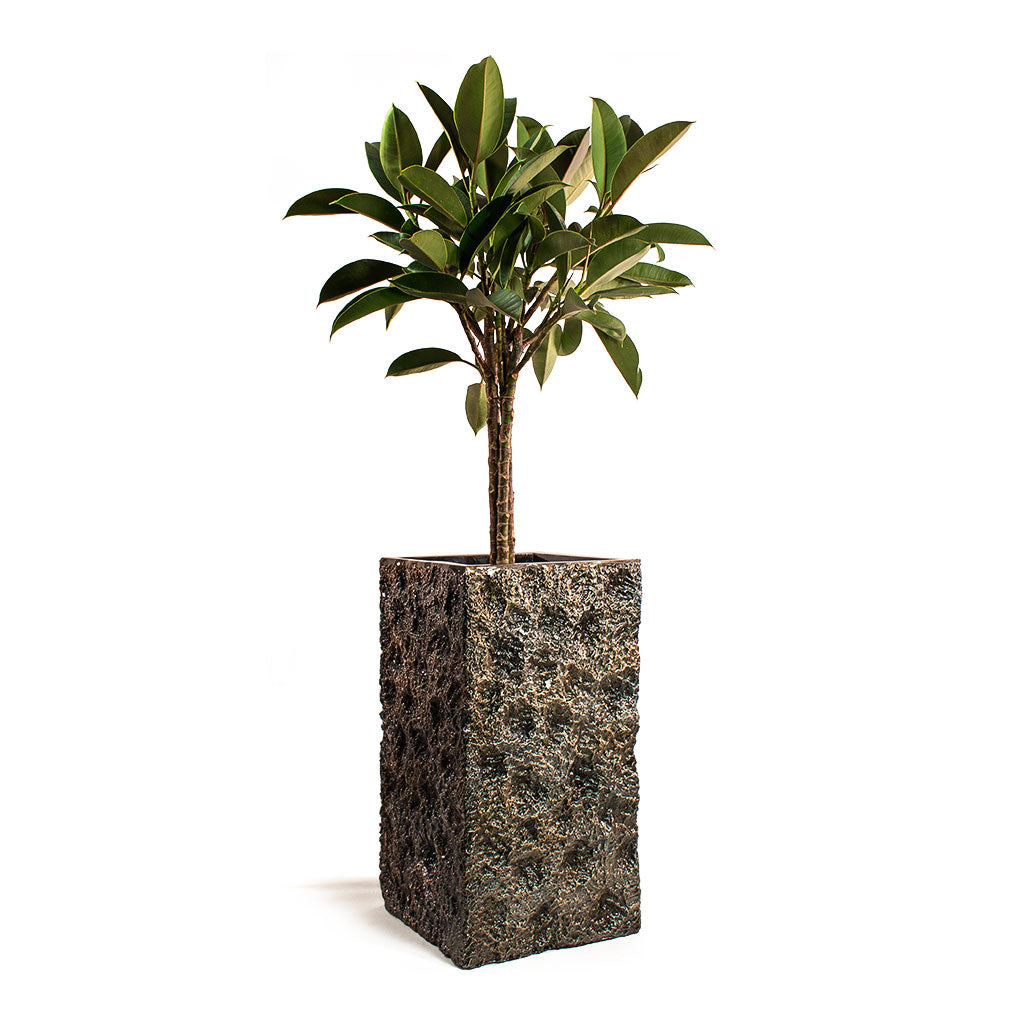 Ficus elastica Melany - Rubber Plant - Straight Stem